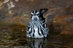 Warbler - 